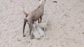 PXL_20251121_061113642.jpg PXL_20251121_061113642.jpg