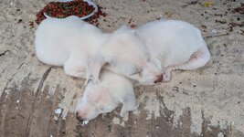 PXL_20251121_064322594.jpg PXL_20251121_064322594.jpg