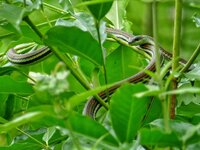 striped bronceback 1.jpeg