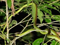 elegant bronceback-01.jpeg