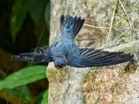 glossy swiftlet trapped.jpeg