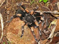 Megaphobema mesomelas orange kneed tarantula 3.jpeg