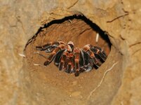 Megaphobema mesomelas 2 orange kneed tarantula.jpeg Megaphobema mesomelas 2 orange kneed tarantula.jpeg