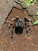 Megaphobema mesomelas orange kneed tarantula 6.jpeg