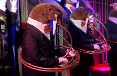 4. animal-muusig.jpg