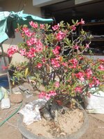 DSCN0336~2.JPG DSCN0336~2.JPG