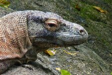 f51529120 - copia.jpg