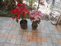 DSCN0364.JPG DSCN0364.JPG