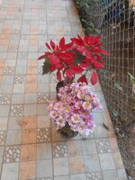 DSCN0365~2.JPG DSCN0365~2.JPG