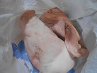 DSCN0377.JPG DSCN0377.JPG