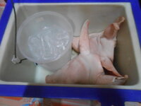 DSCN0378.JPG DSCN0378.JPG