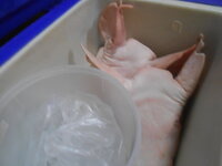 DSCN0381.JPG DSCN0381.JPG