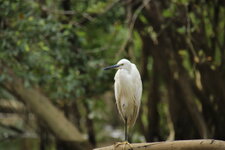 Little Amazon Takua Pa (32).JPG