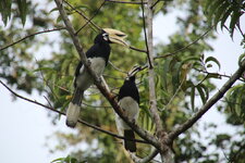 Little Amazon Takua Pa (51).JPG