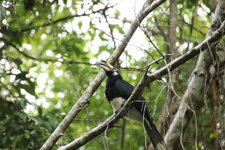 Little Amazon Takua Pa (69).JPG