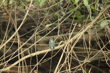 Little Amazon Takua Pa (87).JPG