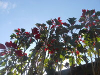 DSCN5244.JPG DSCN5244.JPG