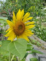 2024-08-02 13.38.32.jpg