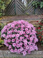 2024-10-20 13.42.36.jpg