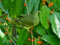 thick billed green pigeon-01.jpeg