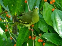 thick billed green pigeon 2-01.jpeg