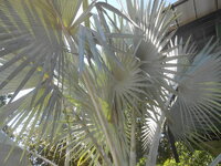 DSCN4875.JPG DSCN4875.JPG