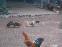 DSCN4772.JPG DSCN4772.JPG