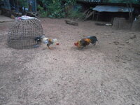 DSCN4787.JPG DSCN4787.JPG