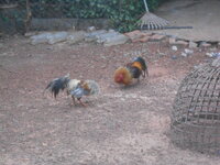 DSCN4775.JPG DSCN4775.JPG