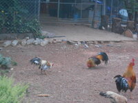 DSCN4764.JPG DSCN4764.JPG