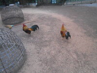 DSCN4796.JPG DSCN4796.JPG