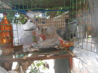 DSCN5172.JPG DSCN5172.JPG