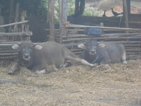 DSCN5181.JPG DSCN5181.JPG