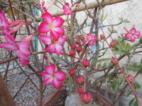 DSCN6351.JPG