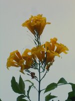 DSCN6339~2.JPG