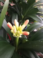IMG_20260225_101153_611.jpg