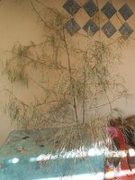 DSCN6507~2.JPG