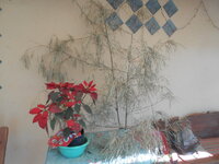 DSCN6506.JPG