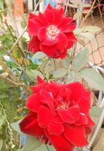 DSCN0542~3.JPG