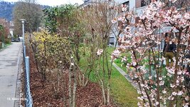 Frühling am Weg (23).jpg