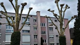 Frühling am Weg (25).jpg