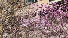 Frühling am Weg (31).jpg