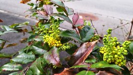 Frühling am Weg (32).jpg