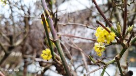 Frühling am Weg (33).jpg