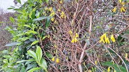 Frühling am Weg (34).jpg