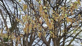 Frühling am Weg (35).jpg