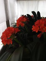 IMG_20260313_102611_924.jpg
