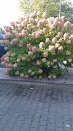IMG_20230922_104846132.jpg