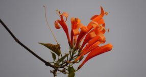 DSC01832.JPG