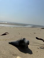 IMG_7784.jpeg IMG_7784.jpeg